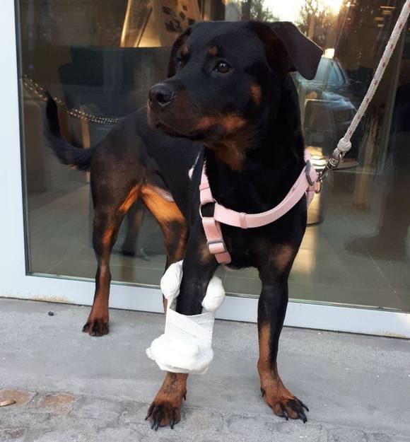 Cucciola di rottweiler precipitata dal secondo piano