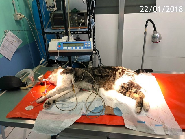 Rispetto quindi Sterilizzo