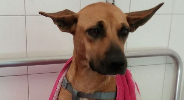 Fortuna (cagnolina paralizzata), prima settimana di fisioterapia