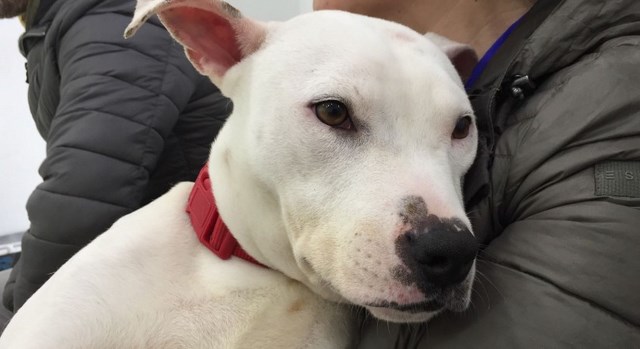 KING: cucciolo di pitbull con problemi neurologici