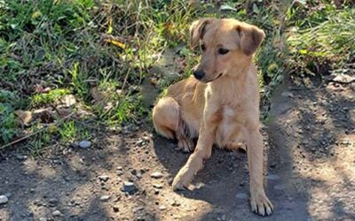 Bucarest, cagnolina investita con cuccioli