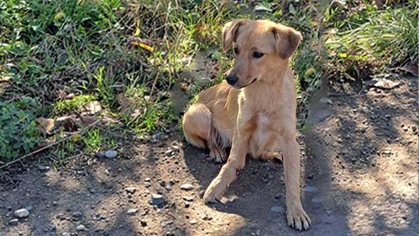 Bucarest, cagnolina investita con cuccioli